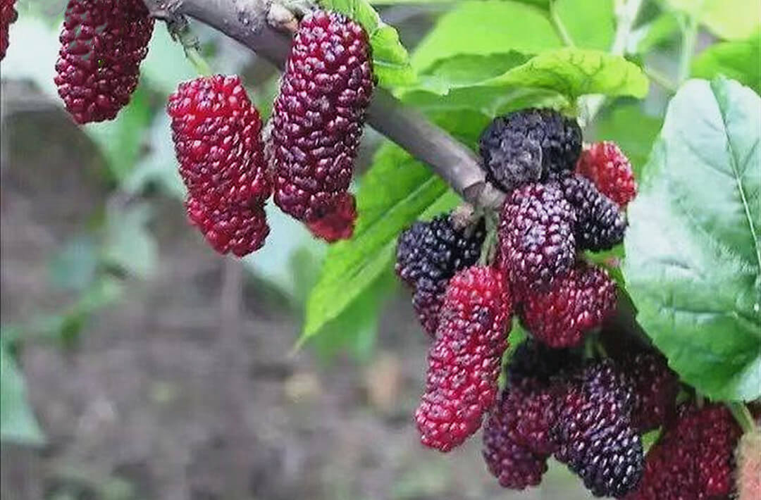 山东沂南：特色果业串起乡村振兴“甜蜜产业链”